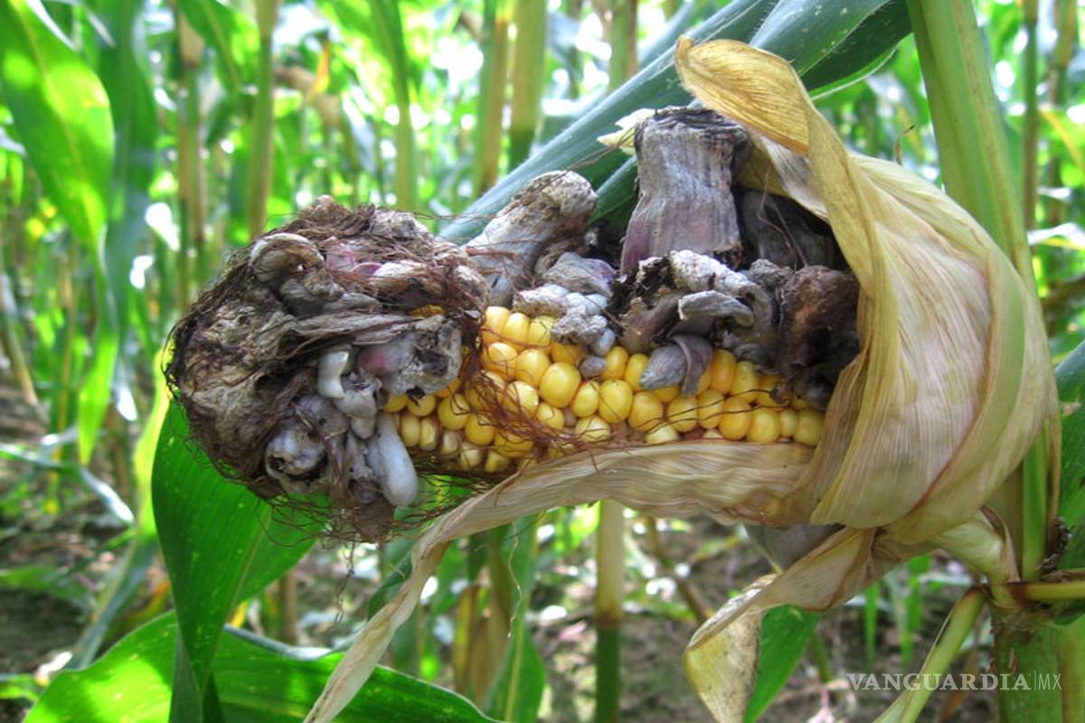 Celebra UAAAN el 30º aniversario de ‘Parasitología’