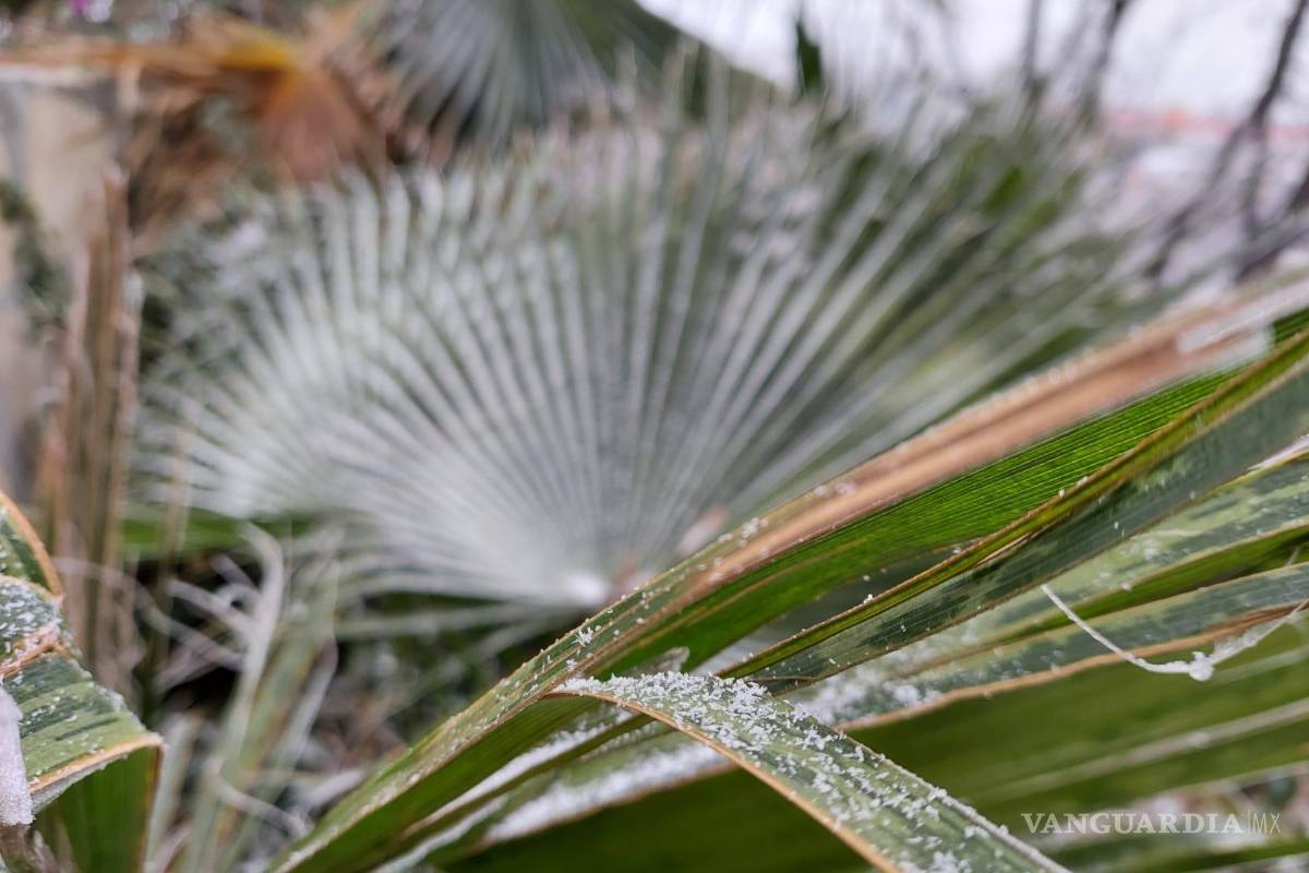 Saltillo: se reporta ligera caída de aguanieve al sur de la ciudad (Fotos)