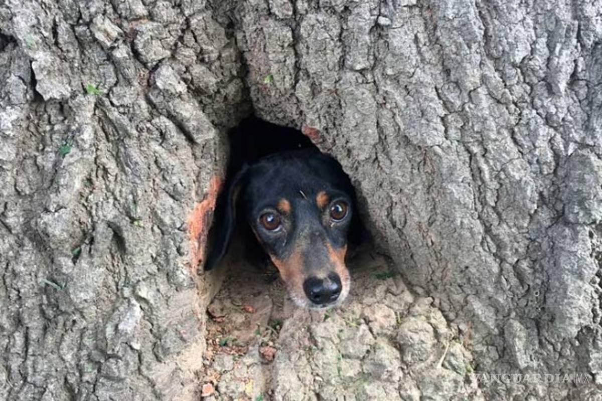 Bomberos rescatan a un ¿perro? de un árbol