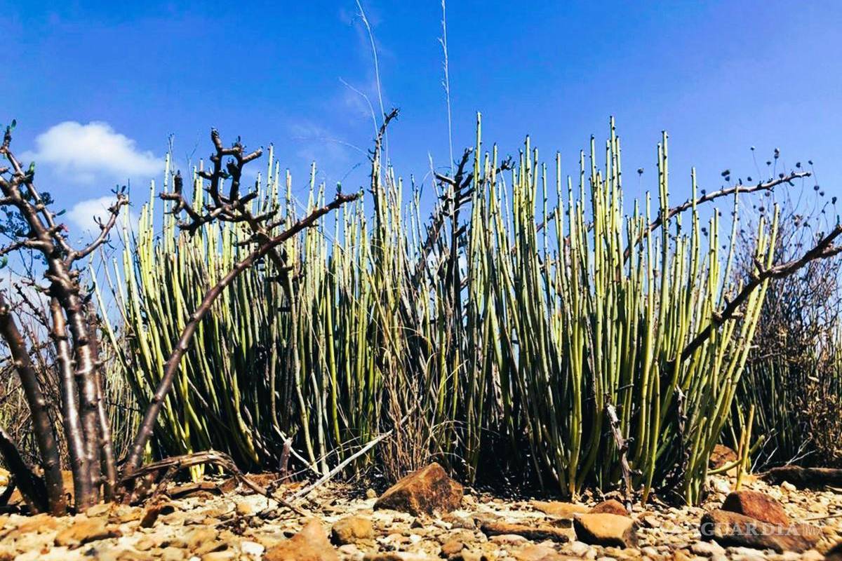 Viesca: Vicky, la joven candelillera que ha unido comunidades