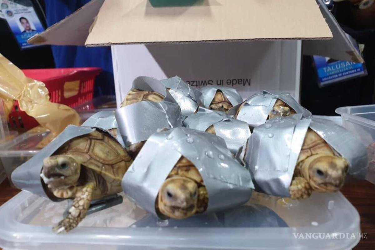Encuentran mil 529 tortugas en maletas en aeropuerto de Filipinas