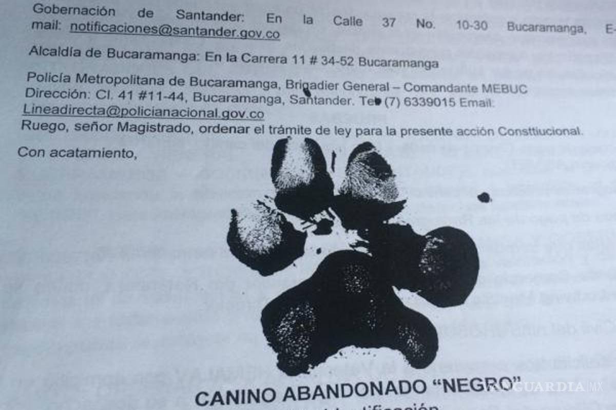 $!"Negro", primer perro en exigir sus “derechos” ante la justicia Colombiana