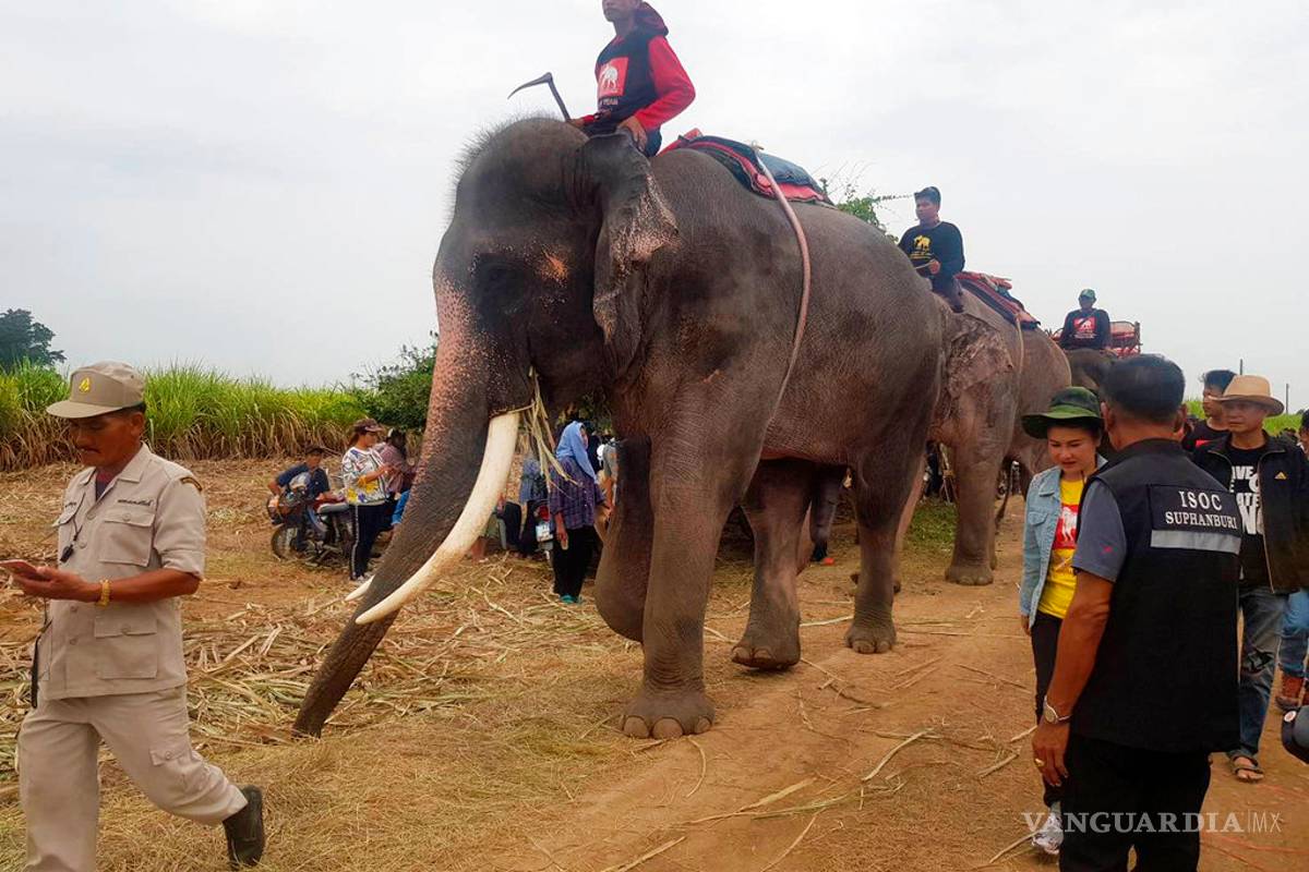 Usan elefantes para buscar a niño desaparecido en Tailandia
