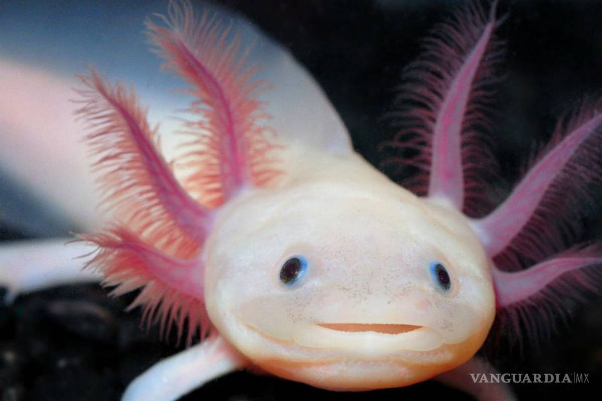 Encuesta revela que existe en la humanidad preocupación por conservar la naturaleza, pero también desconocimiento