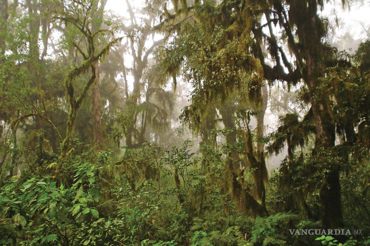 Bosque tropical es sustento de mil millones de personas en el mundo, Unesco