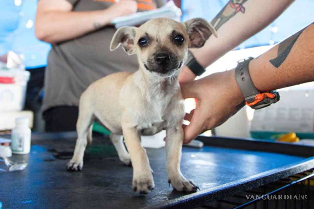 Hablemos de esterilización