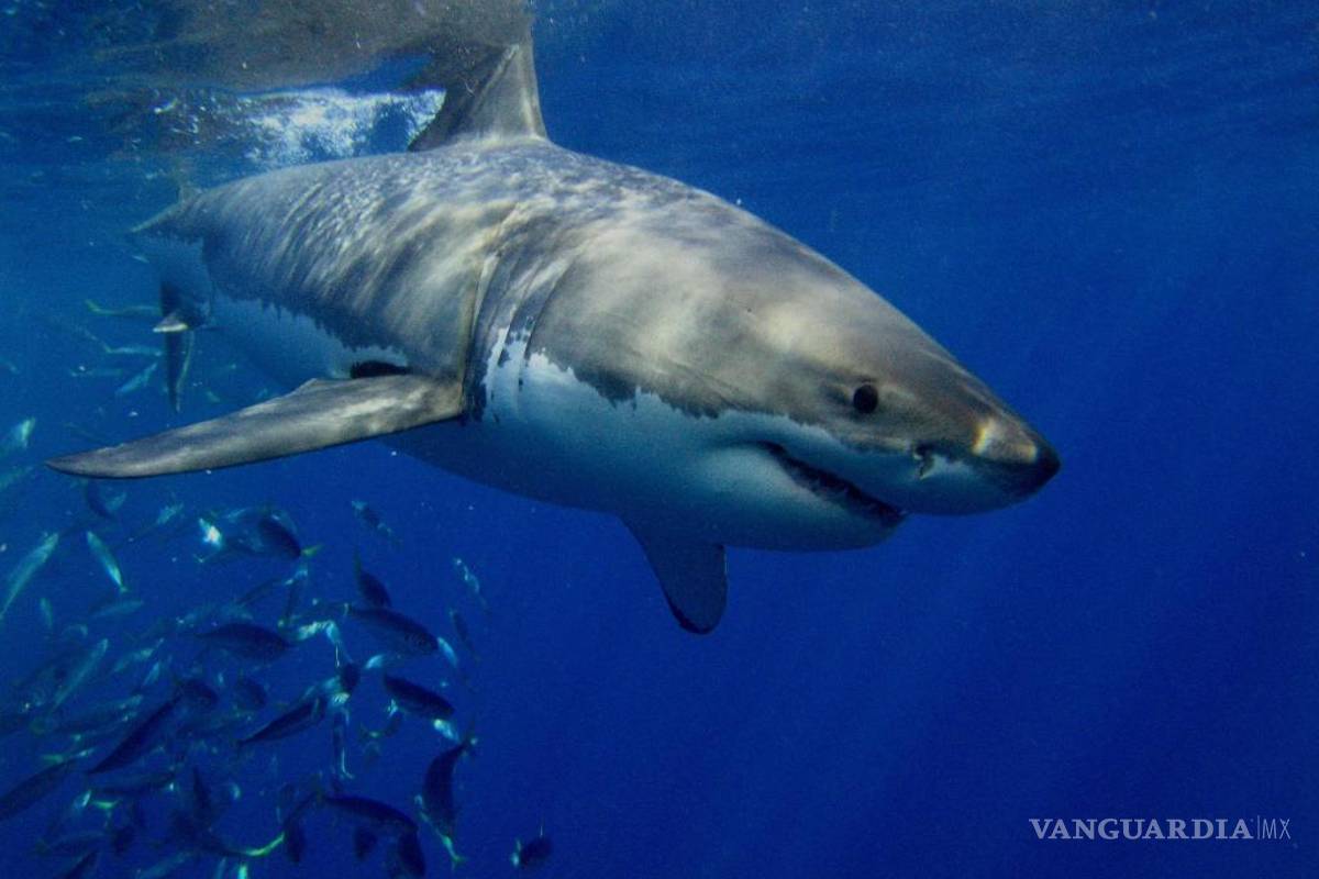 Ataque de tiburón le salva la vida a un hombre