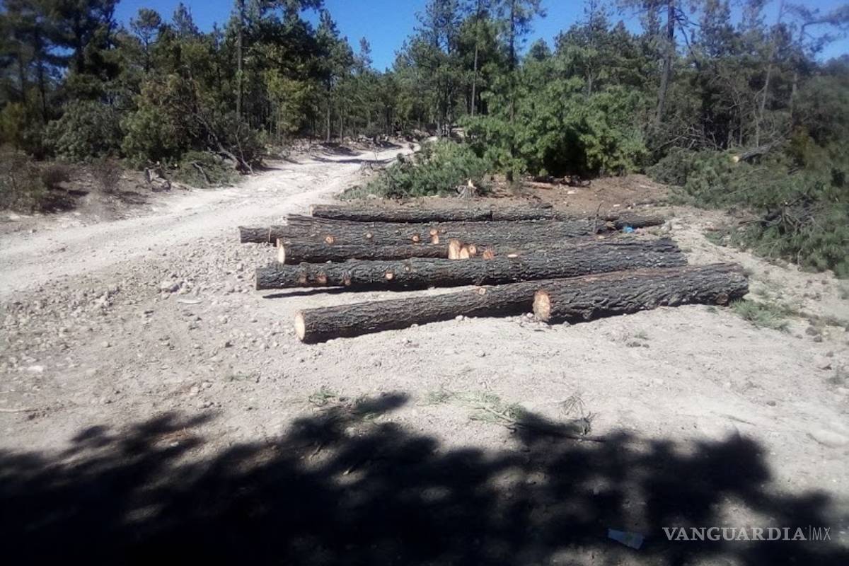 Dos cárteles saquean los bosques de la sierra Tarahumara y el gobierno no actua