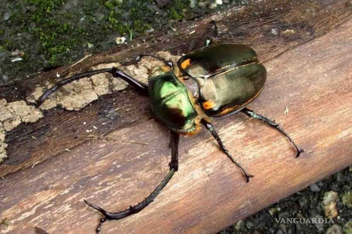 Encuentran escarabajo con 'tentáculos' en la cabeza