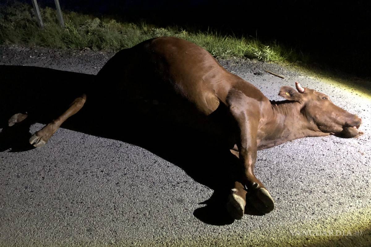 Sale ilesa conductora tras arrollar a dos vacas, en carretera Zacatecas