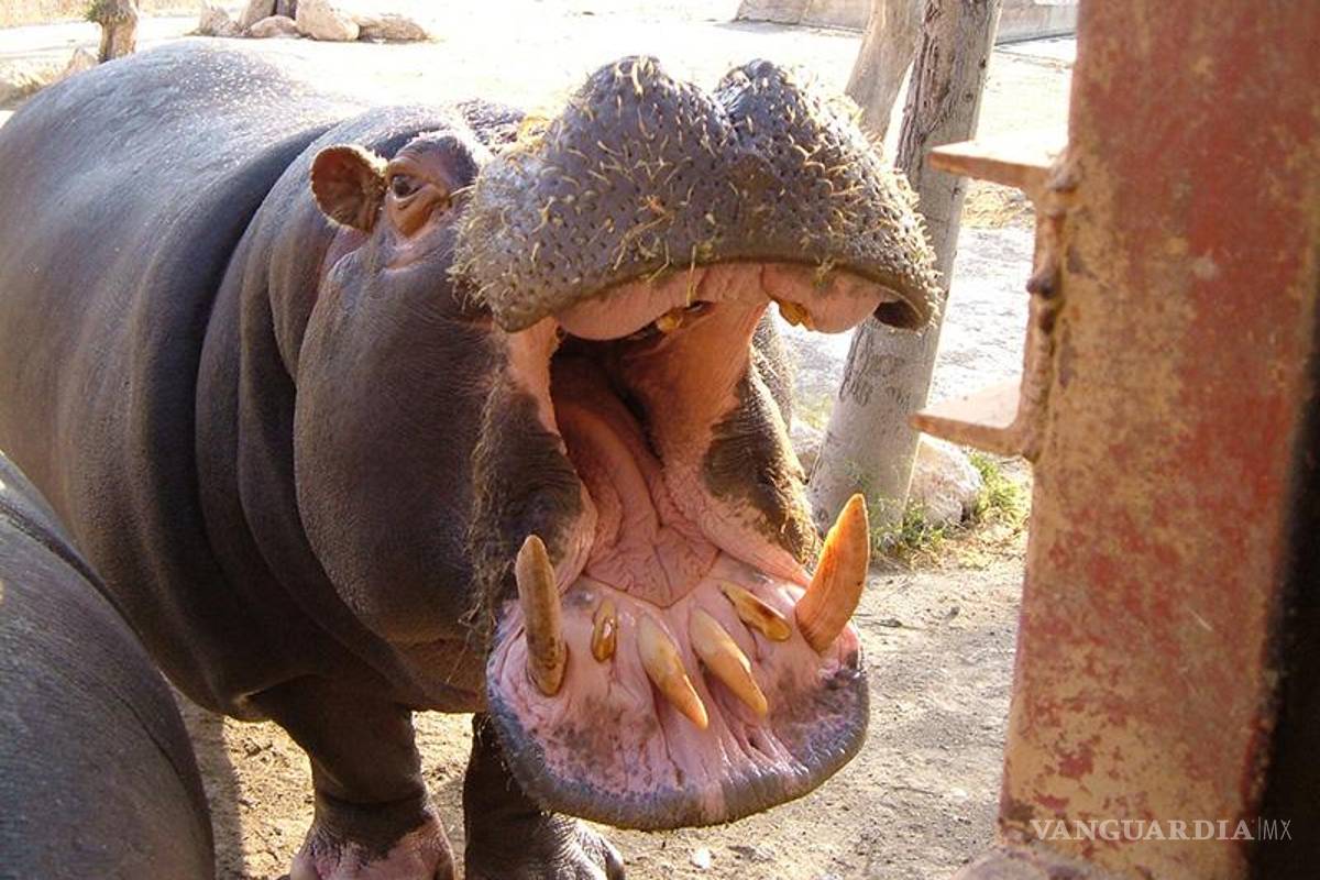 $!El top 10 de los animales más letales del mundo... el número 1 te sorprenderá