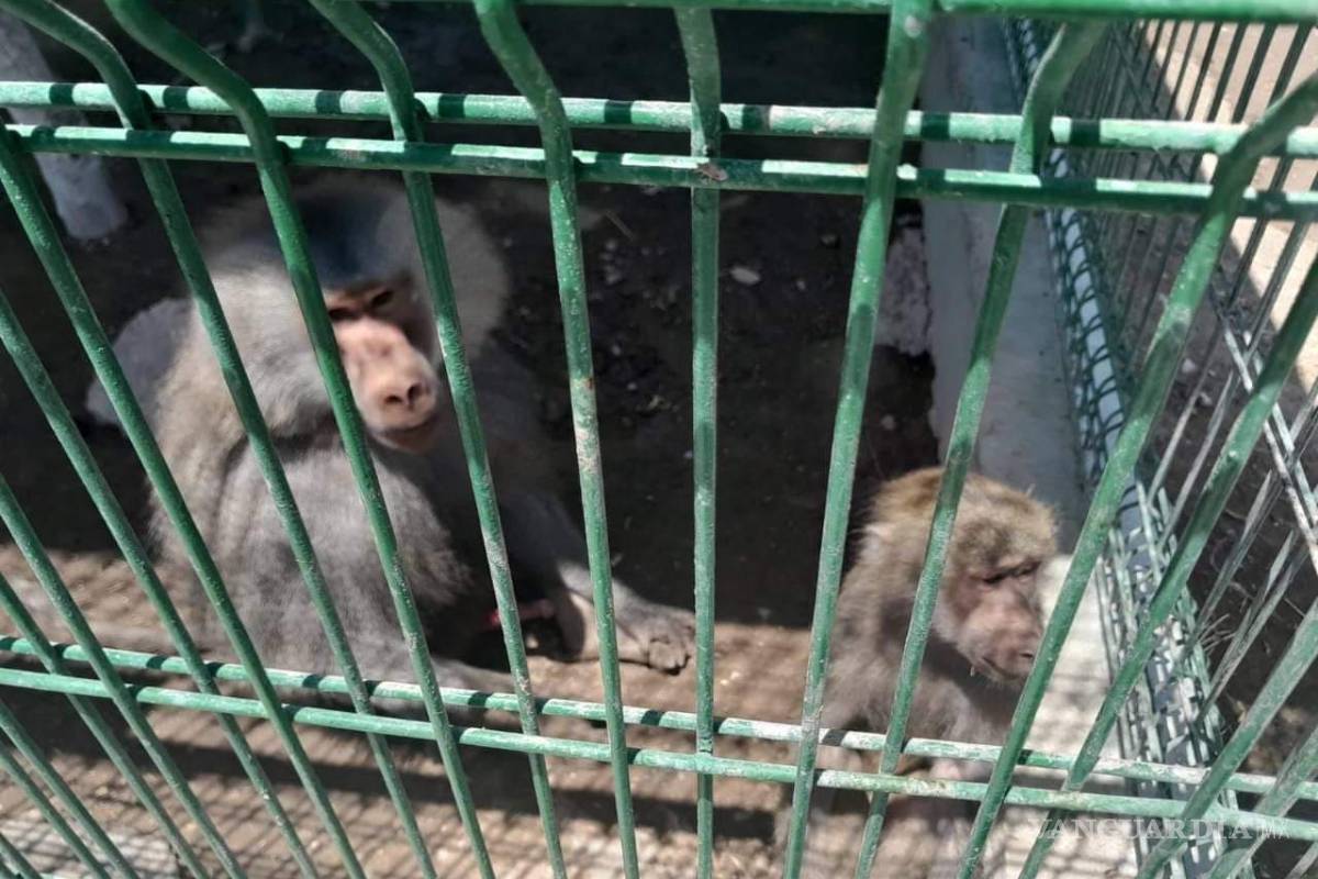 Suspenden en Nuevo León parque de especies exóticas