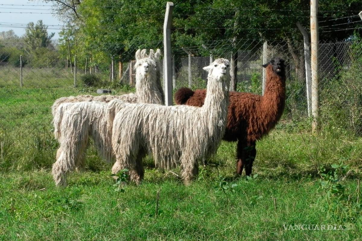 Descubren que los anticuerpos de las llamas neutralizan al COVID-19