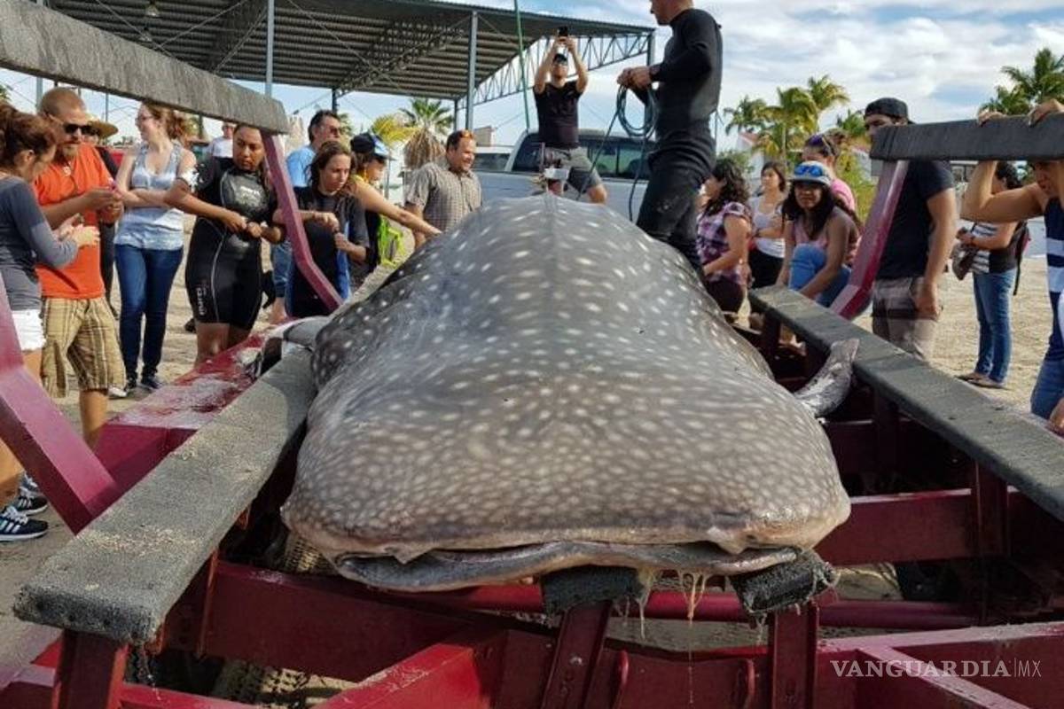 Muere Tiburón Ballena tras caer en mallas de pesca en BCS