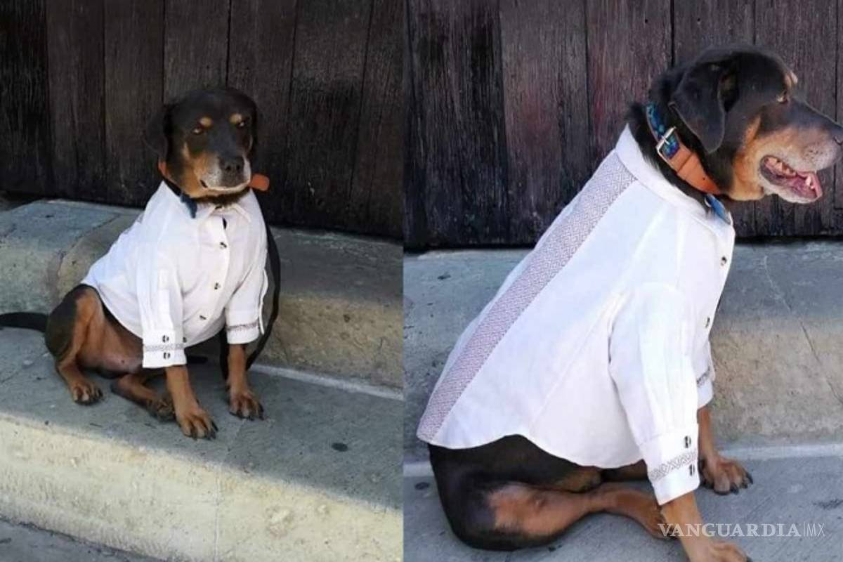 Regalan guayabera a ‘Mazapán’, perrito callejero, para ir a la Guelaguetza