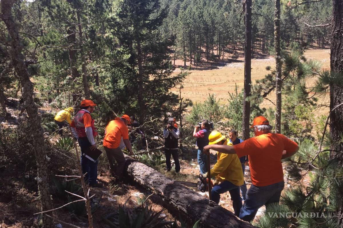 Afecta gusano descortezador a mil 500 árboles de Arteaga