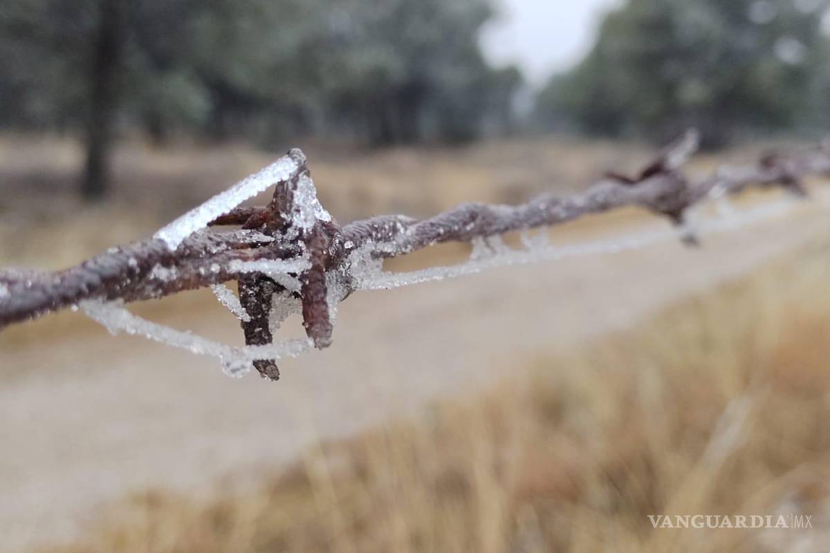 En Saltillo, aunque no nevó, el paisaje se pintó de blanco