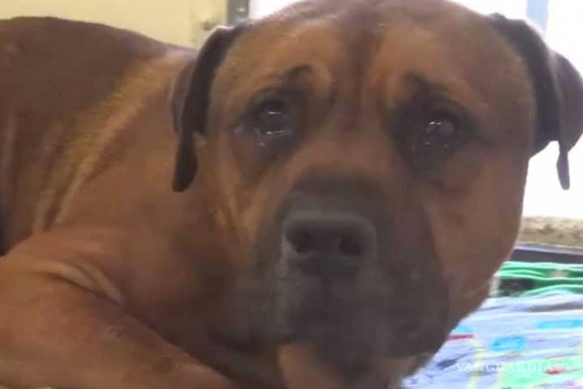 Perrito sufre hasta las lágrimas abandono de su familia
