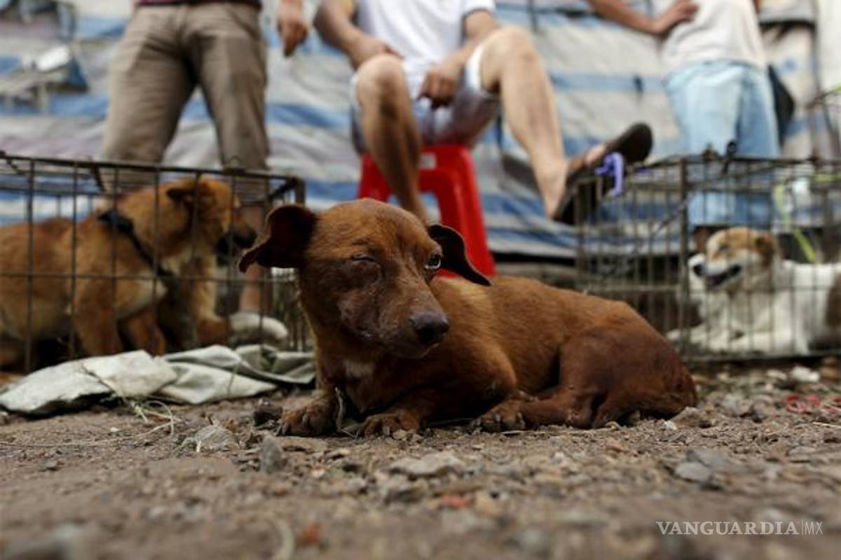 Denuncian en Chihuahua uso de carne de perro en restaurante