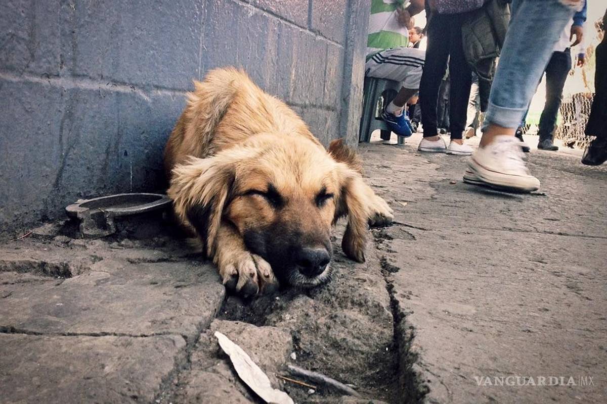 Un altar para un perro sin dueño