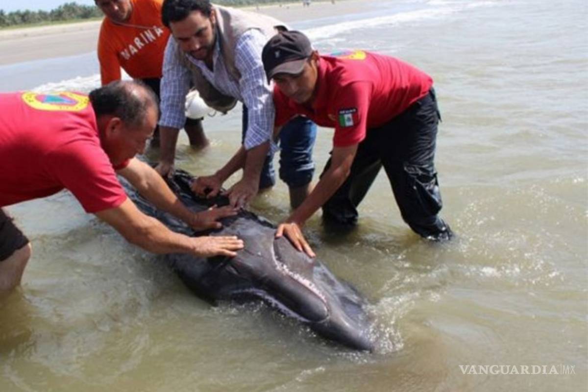 Salvan a ballenato varado en costas de Tabasco