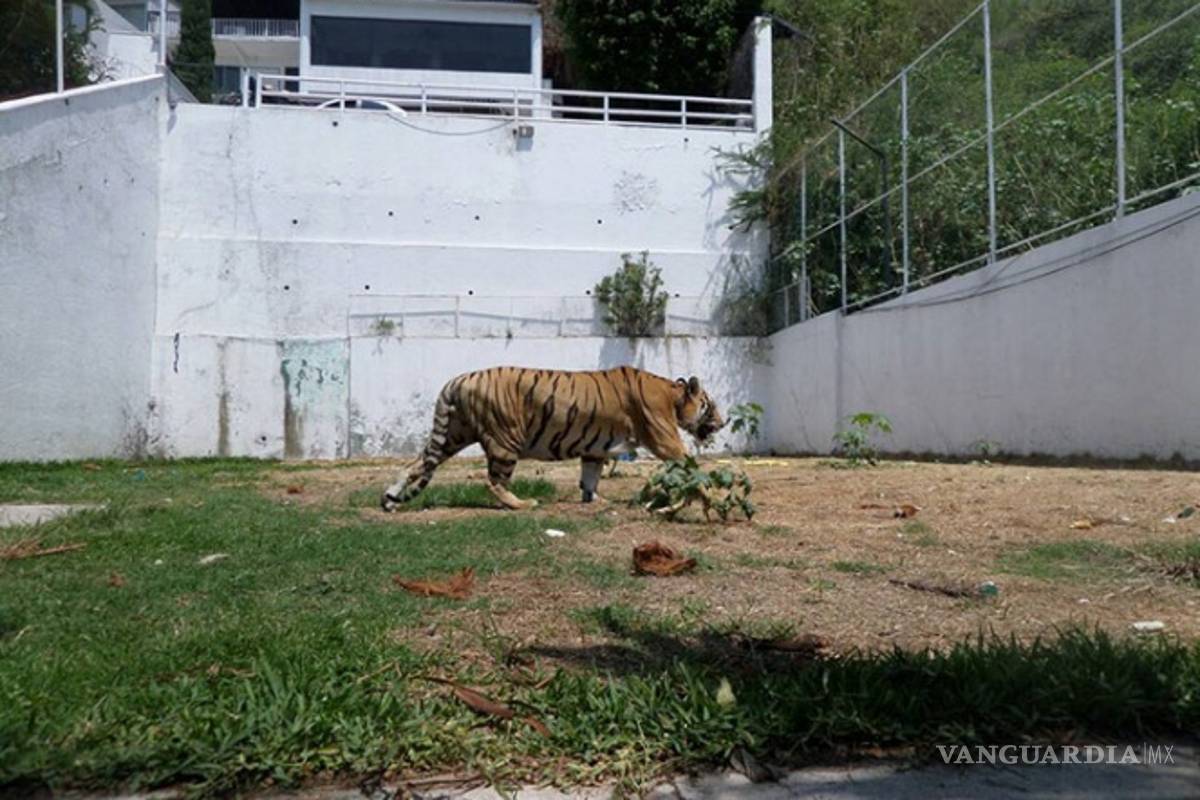 Rescatan a tigre de bengala que era maltratado y exhibido en casa de Morelos