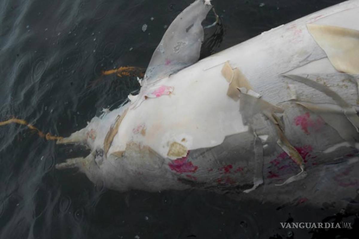 Virus provoca muerte de 170 delfines en Brasil