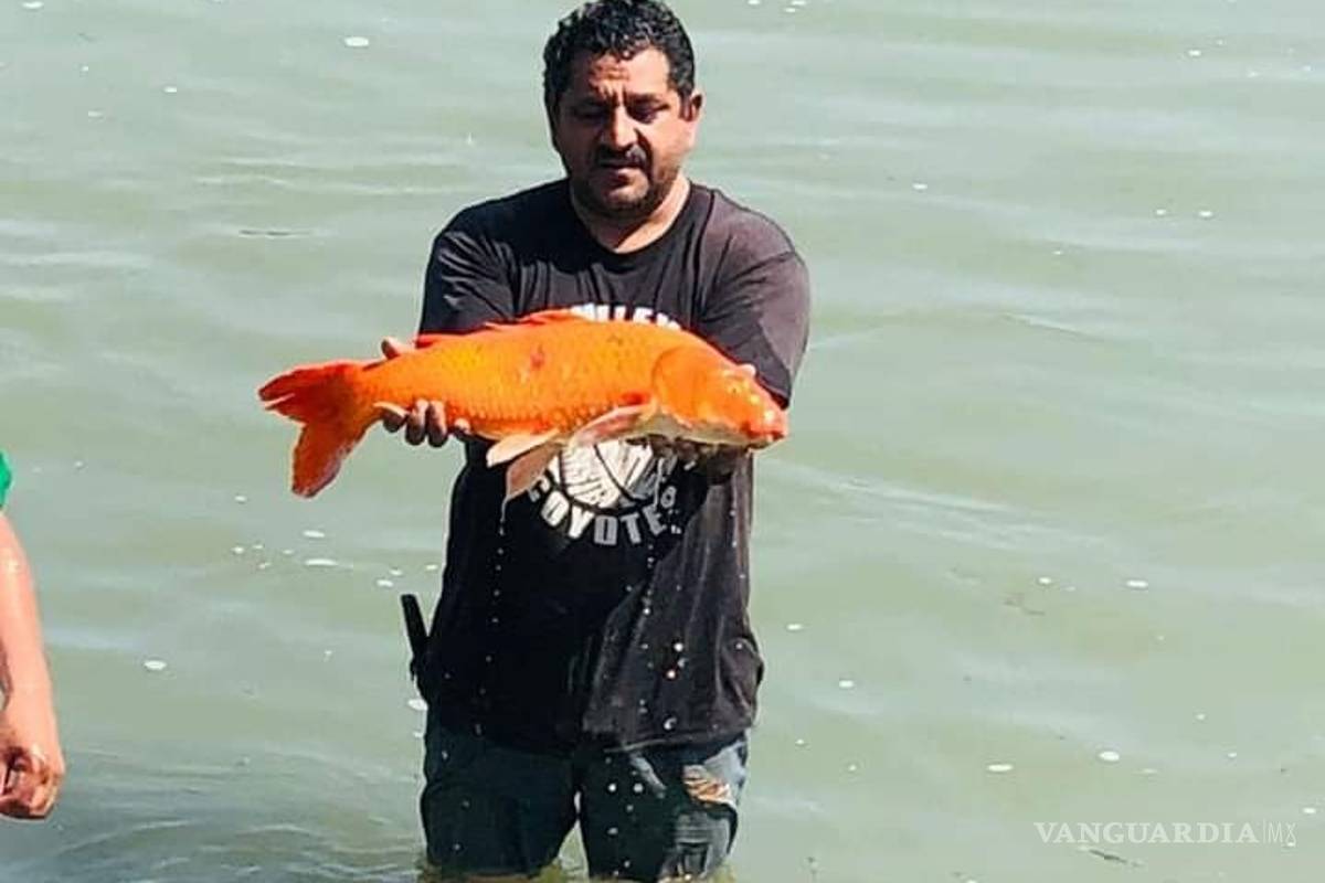 Atrapan a pez japonés de la suerte en el Bravo