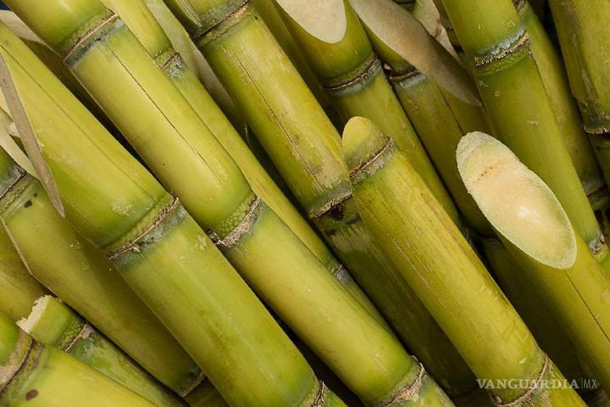 ¡México sin azúcar!, advierten que sequía ocasionará una producción mínima