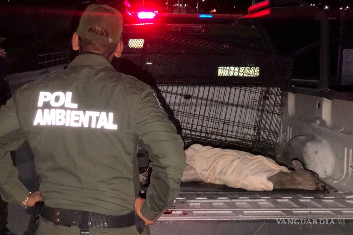 Perros aporrean a cría de venado; vecinos la rescatan y entregan a la policía ambiental de Saltillo