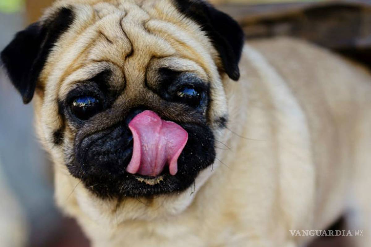 $!Lo que te cuesta mantener más: ¿perro o gato?