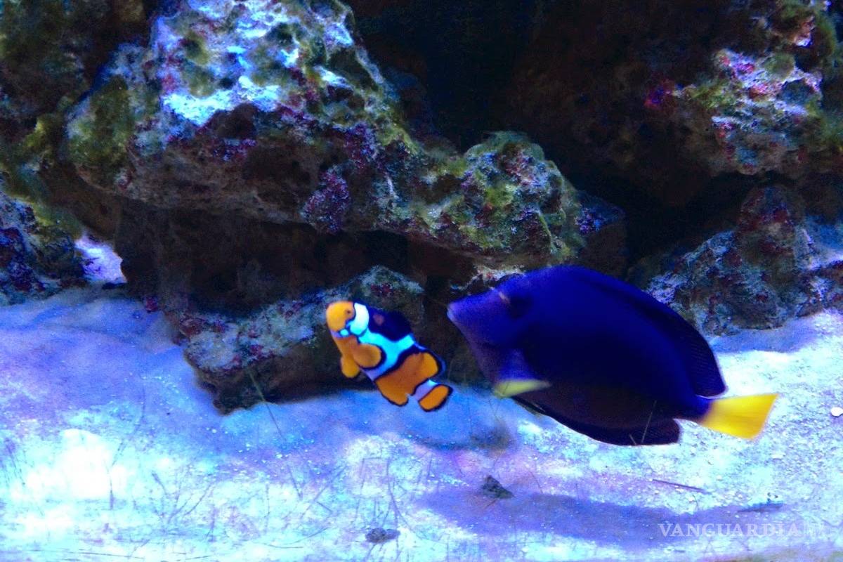 &quot;Dory y Nemo&quot; incrementan la compra de peces de su especie