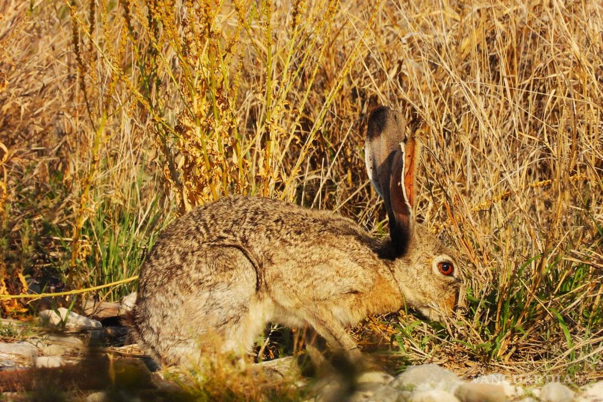 $!Durante las salidas de campo, los participantes registran especies y contribuyen a la ciencia ciudadana mediante plataformas globales.