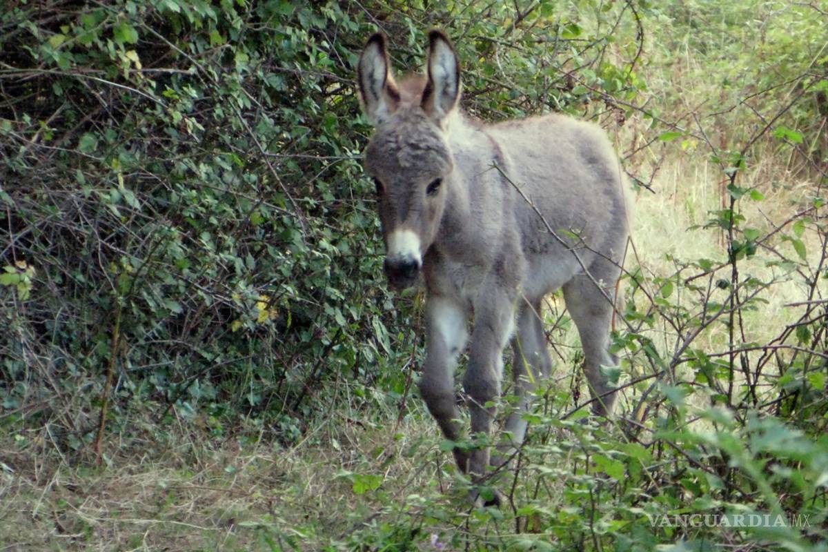 Burro mata a patadas y mordidas a campesino en ejido de General Cepeda