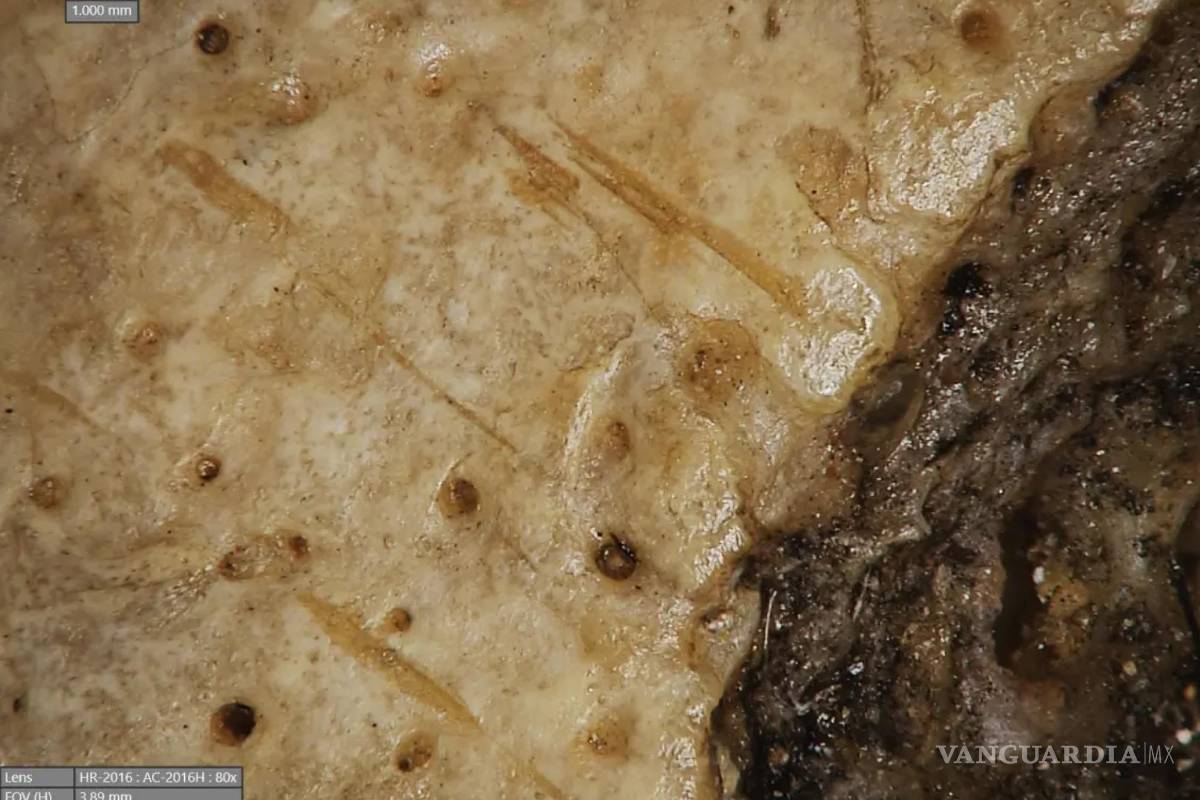 $!Marcas de corte encontradas en el cráneo 236, probablemente hechas con un objeto punzante.