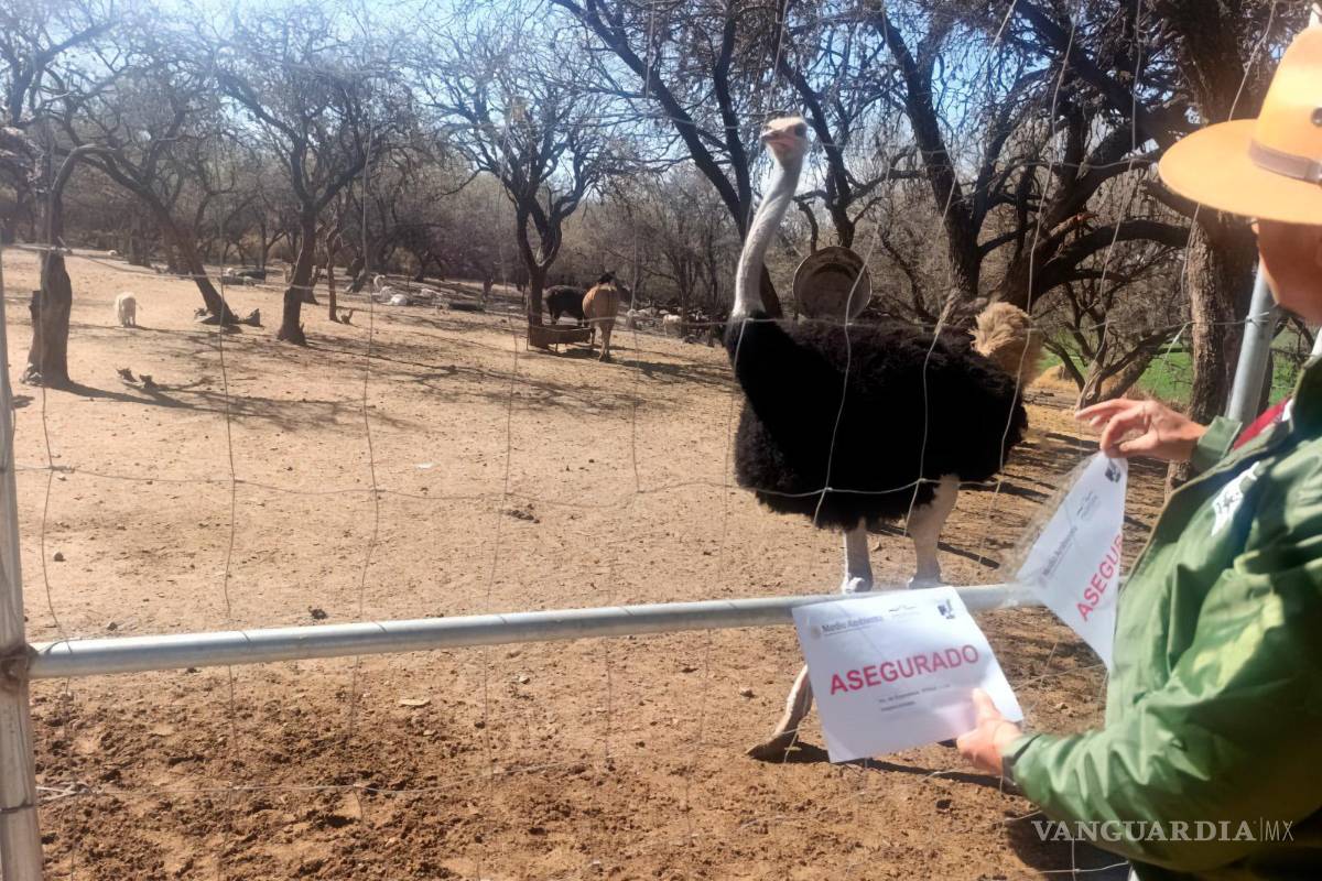 $!Profepa interviene rancho en Aguascalientes y asegura 44 ejemplares de fauna silvestre