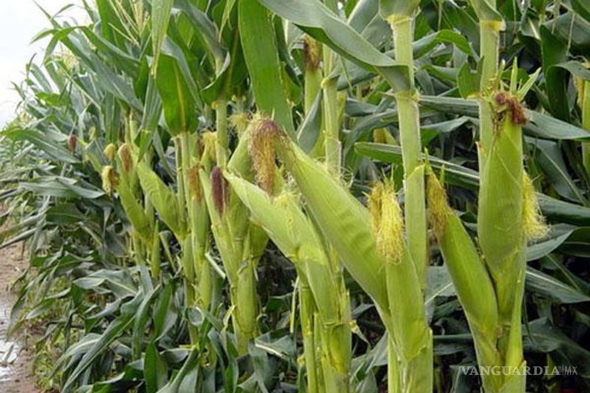 Temen una menor cosecha de maíz en México
