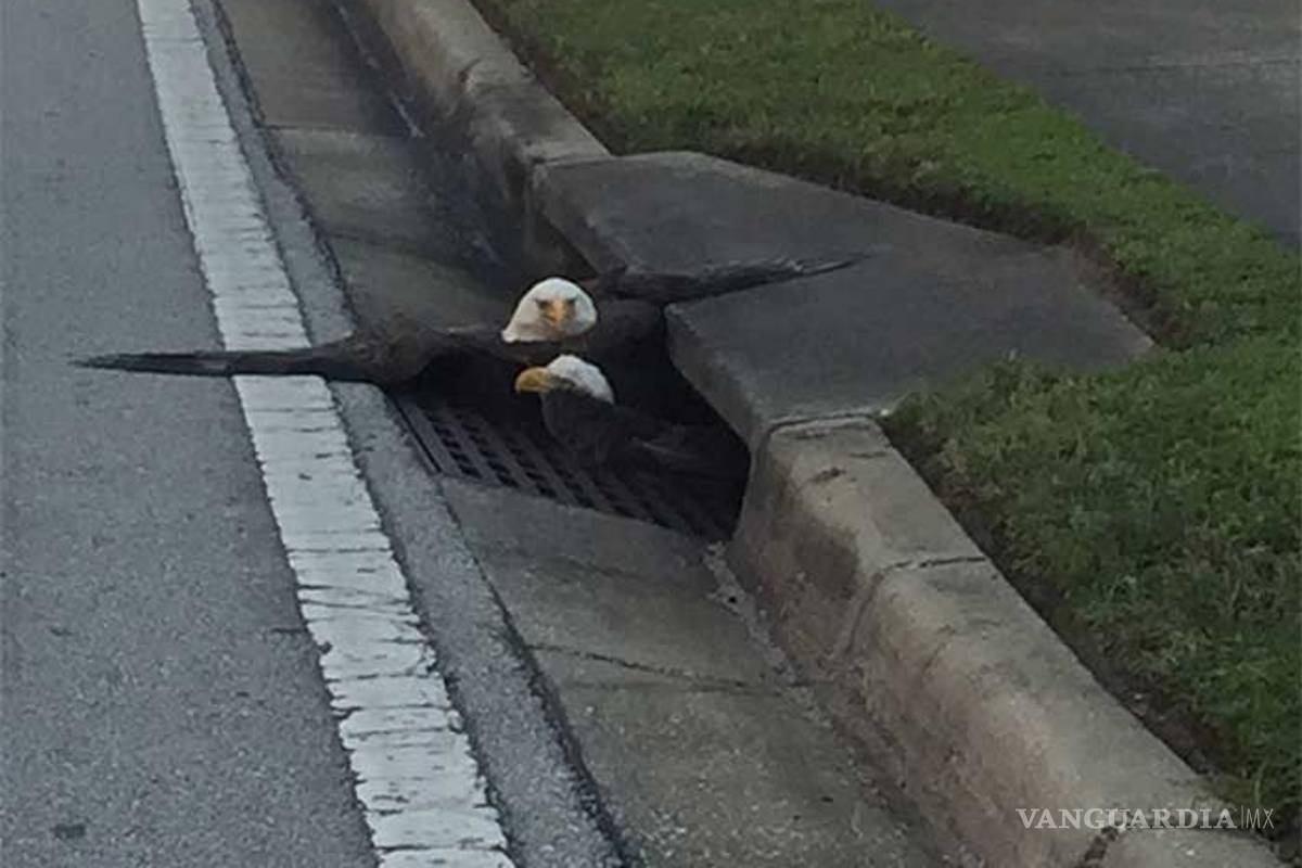 Águilas calvas se atoran en coladera en EU: ¿metáfora sobre Trump?