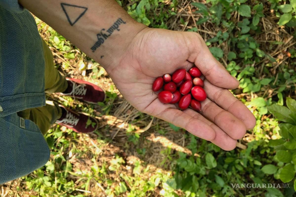 Una baya africana, nuevo suplemento alimenticio ayuda a reducir la obesidad de manera natural
