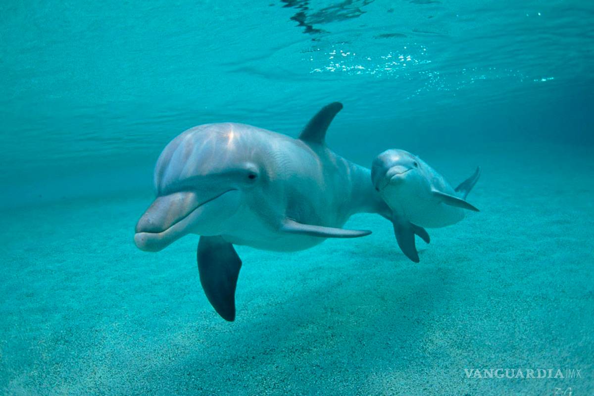 Se cazan casi 100 mil delfines cada año, alertan
