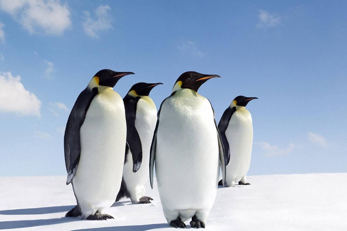 Te decimos el origen del Día de los Santos Inocentes; tenga cuidado de no ser una ‘blanca palomita’