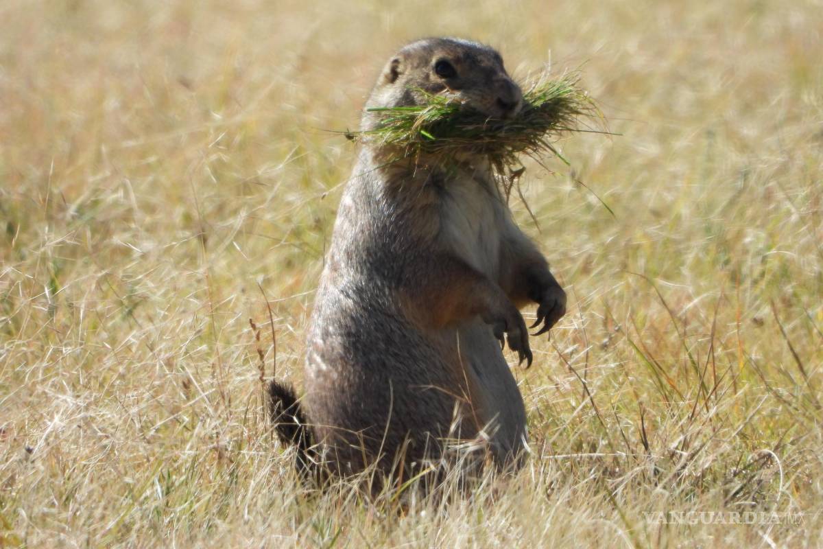 $!El perrito también es alimento de muchas especies amenazadas como el águila real, la zorra norteña del desierto, el tejón y la víbora de cascabel de los pastizales.