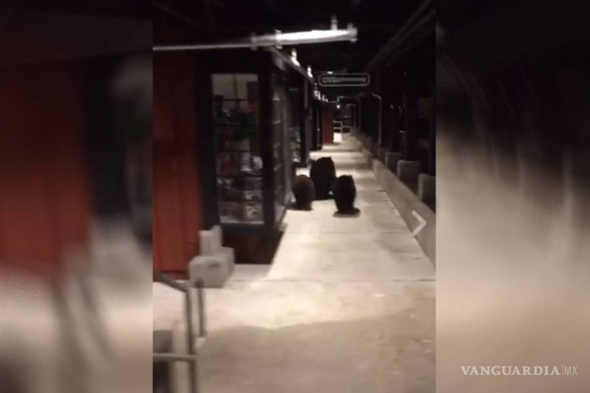 Captan a familia de osos en centro comercial de California