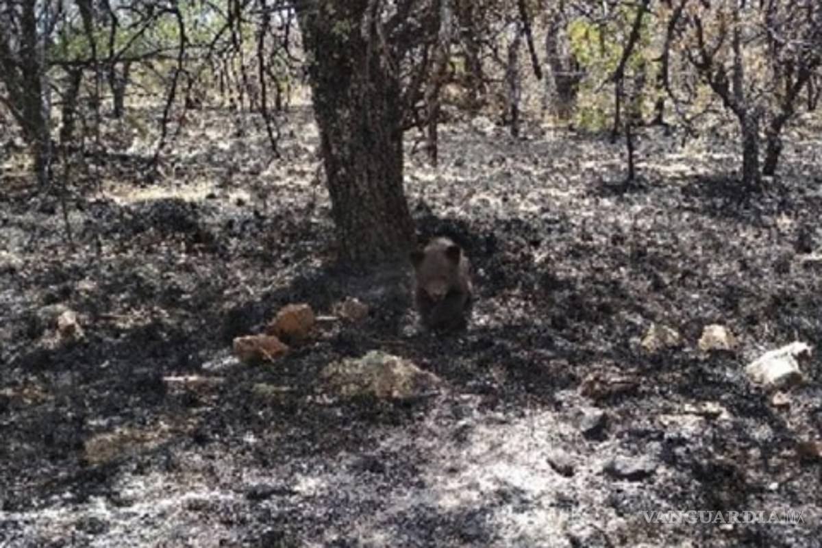 $!Rescatan a cría de oso negro en medio de incendio forestal en Chihuahua