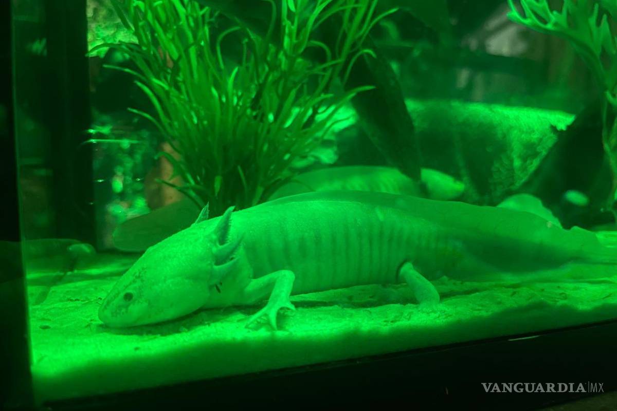 ¿Listo para la aventura? Conoce Sealand, el primer acuario interactivo en Monterrey