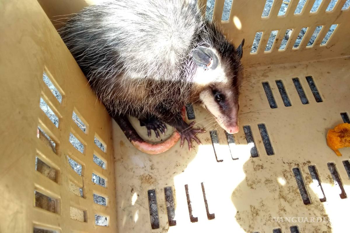 Reubica Policía Ambiental a seis animales silvestres