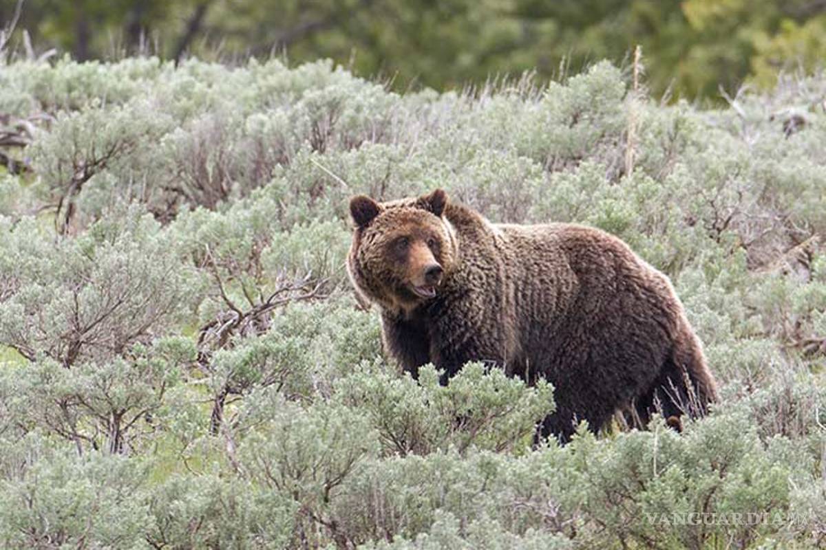 En EU, el oso grizzly de Yellowstone ya no es especie amenazada