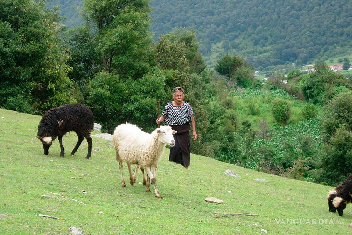 Científicos realizan con éxito selección genética del Borrego Chiapas e impulsan economía comunitaria