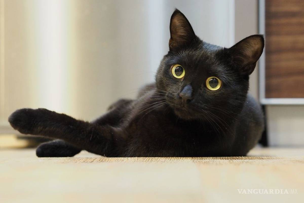 Detectan el primer caso de gato con coronavirus en España, el sexto del mundo