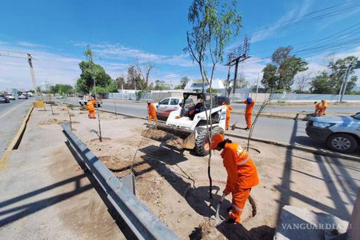 Luego de 15 años, reforestará Torreón periférico López Sánchez con casi 600 árboles